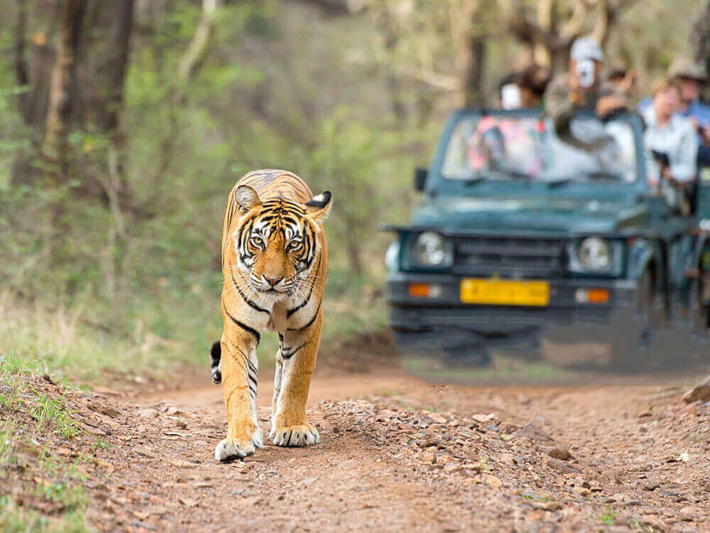 Nature Of Heaven Nainital & Corbett  tour packages 